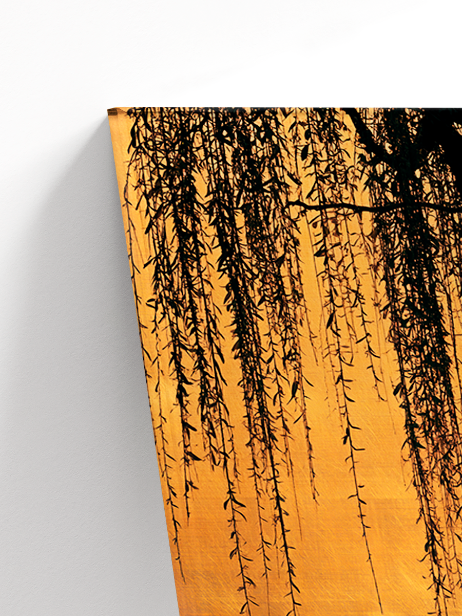 Золотая ива