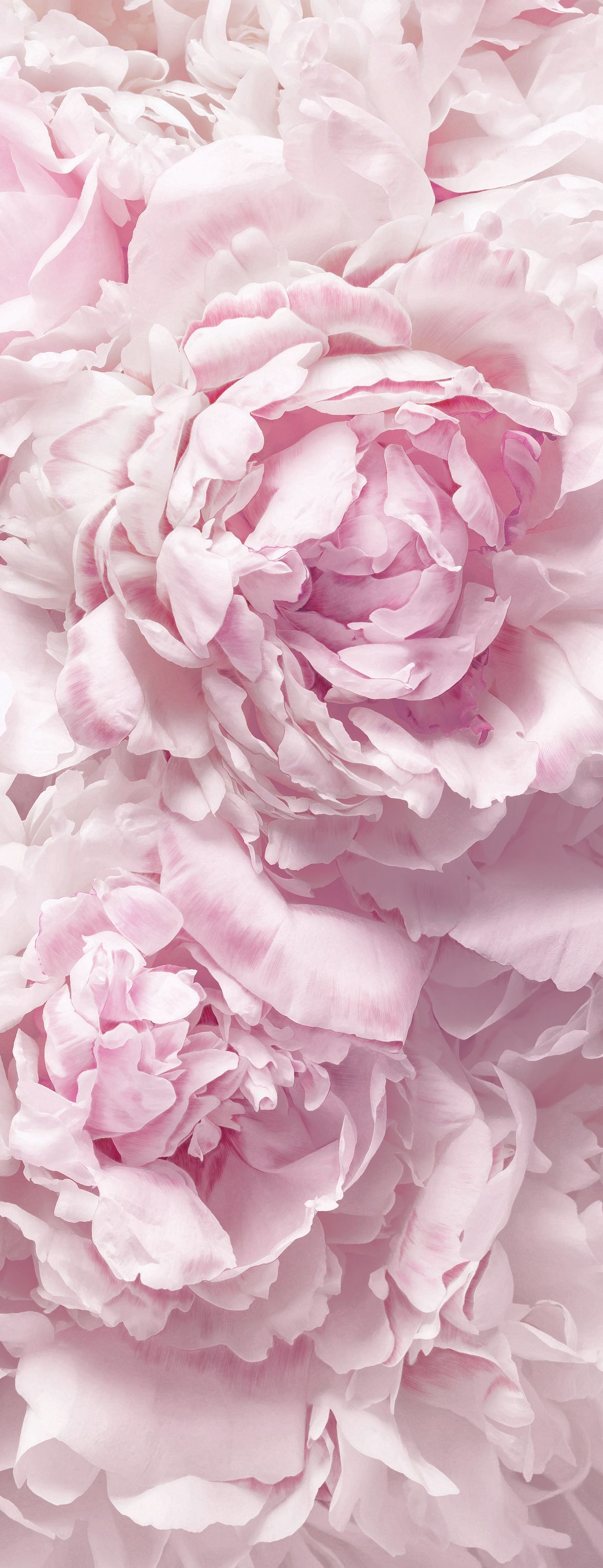 wallpapper