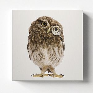 Смешная сова