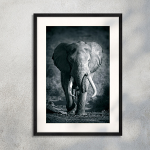 Африканский слон