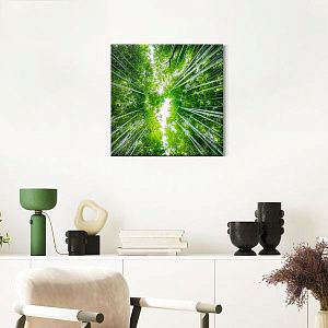 Крона деревьев