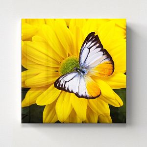 Бабочка и хризантема