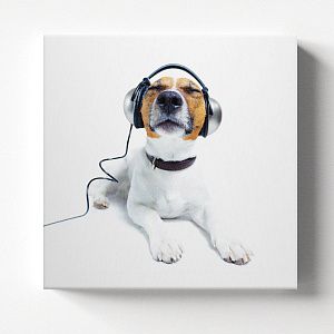 Пёс в наушниках