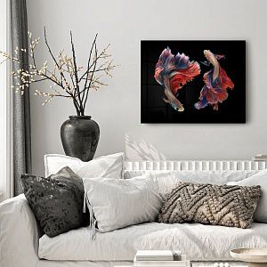 Бойцовые рыбки