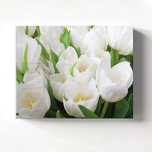 Белые тюльпаны