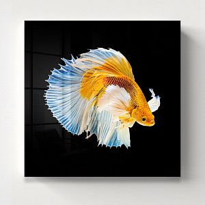 Сиамская желтая рыбка