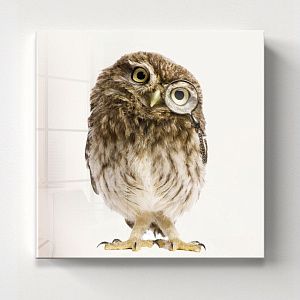 Мудрая сова