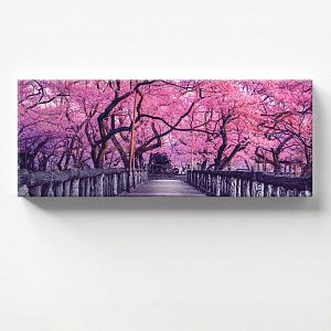 Парк с Сакурой