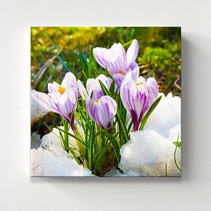 Подснежники