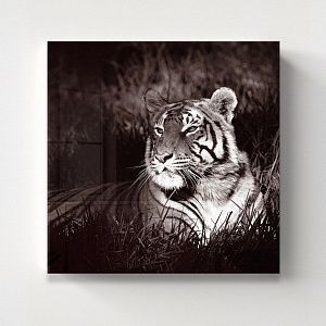 Бенгальский тигр