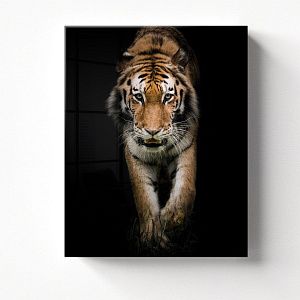 Амурский тигр