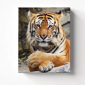 Бенгальский тигр