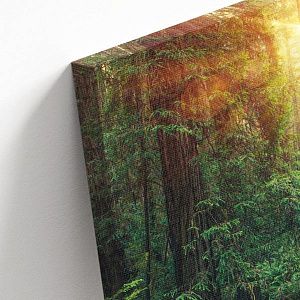 Лес на закате