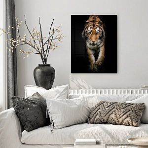 Амурский тигр