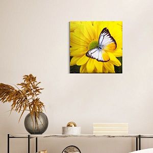 Бабочка и хризантема