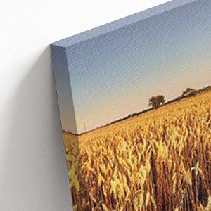 Пшеничное поле