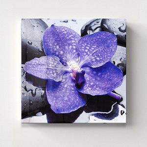 Голубая орхидея