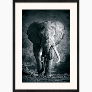 Африканский слон