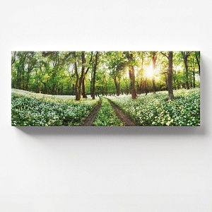 Весенний лес в Ирландии