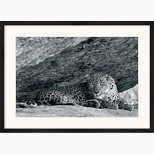 Цейлонский леопард