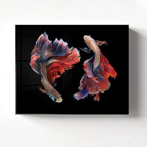 Бойцовые рыбки