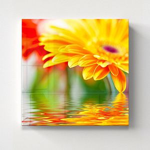 Желтая гербера