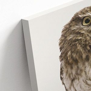 Смешная сова