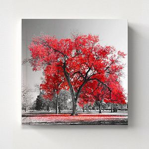 Красное дерево