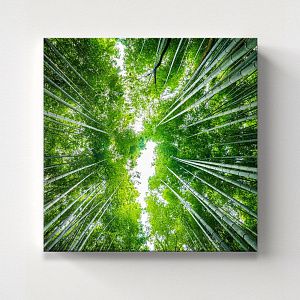 Крона деревьев