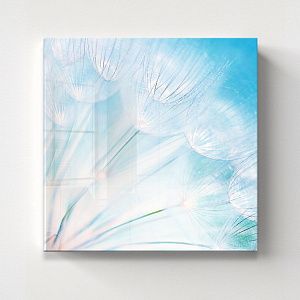 Одуванчики