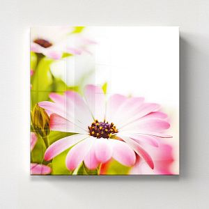 Розовые цветы