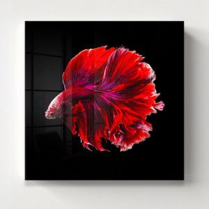 Сиамская красная рыбка