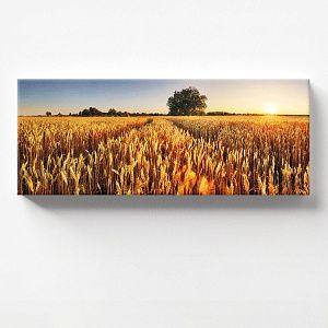 Пшеничное поле