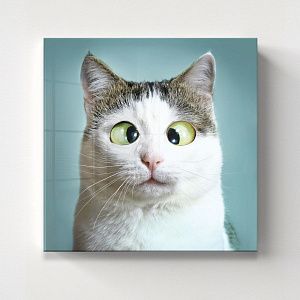 Веселый кот