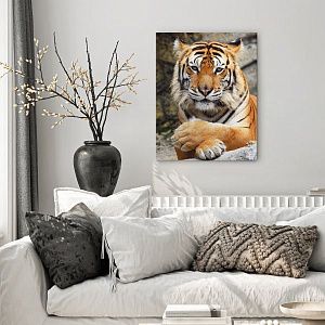 Бенгальский тигр