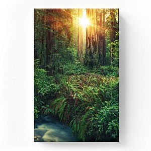 Лес на закате