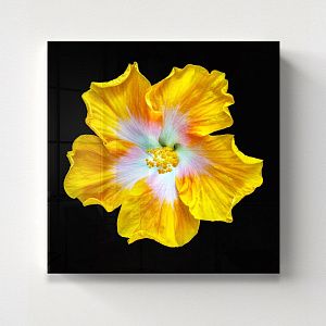 Цветочная фантазия