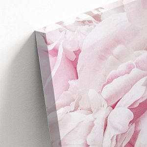 Розовые цветы. Пионы