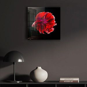 Сиамская красная рыбка