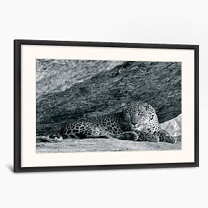 Цейлонский леопард